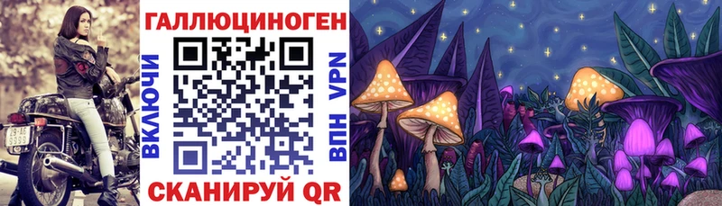 гидра ссылки  Пересвет  Галлюциногенные грибы Cubensis 